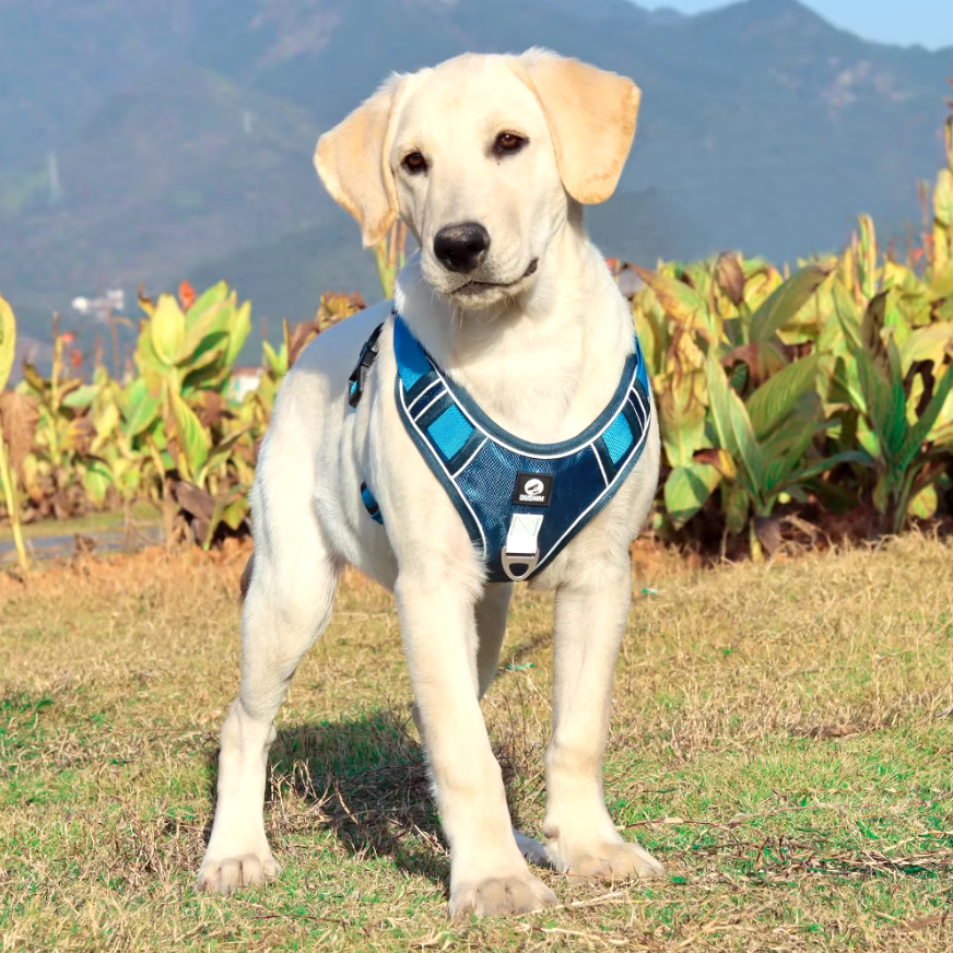 Secure Grip Anti-Pull Harness for Dogs