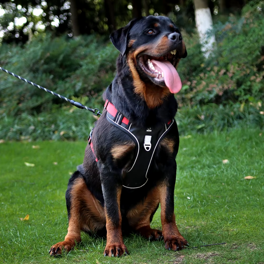 Secure Grip Anti-Pull Harness for Dogs