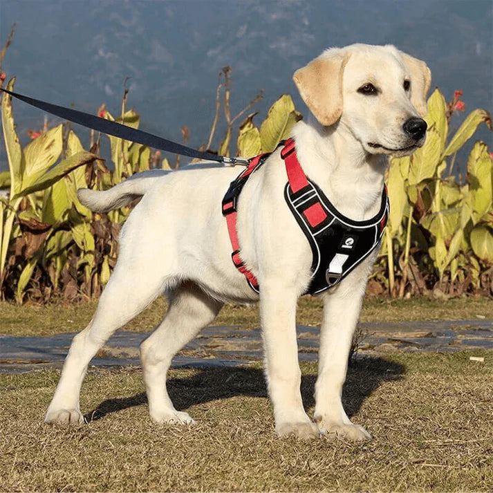 Secure Grip Anti-Pull Harness for Dogs